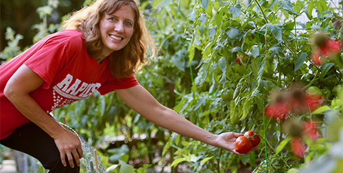 credit: Dean Witter A woman leans over to pick some delicious looking red tomatoes while smiling at the camera.